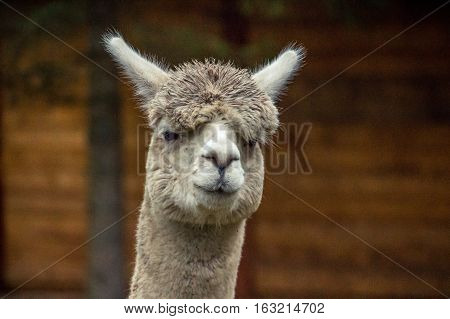 Colorful photograph of an Alpaca with wild, messy, funny hair.