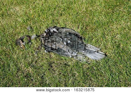 A double crested cormorant (Phalacrocorax auritus) lies dead on a lawn in Joliet, Illinois during September.