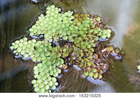 The aquatic plant on the water surface.