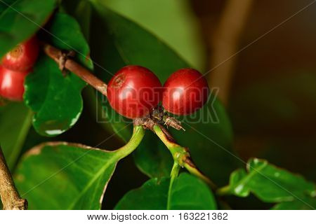 two red coffee beans on plant tree branch close up. Macro of red raw coffee beans