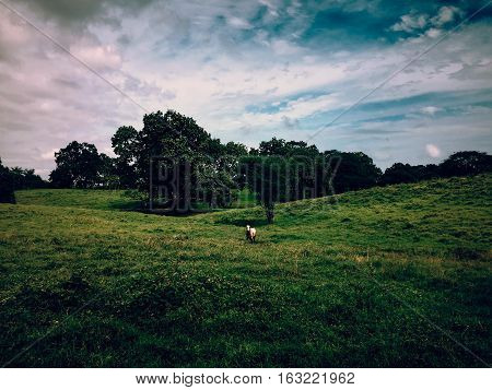 Solitary white horse on a large meadow