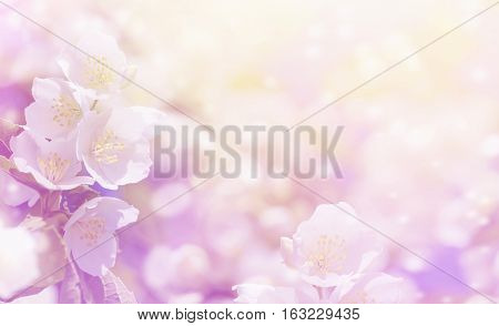 Spring gentle background with bright blooming jasmine