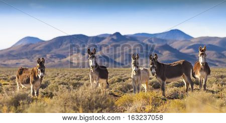 Wild Burros in Nevada Landscape near Mina, NV on a wild burrow preserve