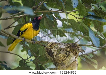 Black-hooded oriole in Minneriya national park, Sri Lanka ; specie Oriolus xanthornus family of Oriolidae
