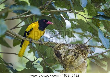Black-hooded oriole in Minneriya national park, Sri Lanka ; specie Oriolus xanthornus family of Oriolidae