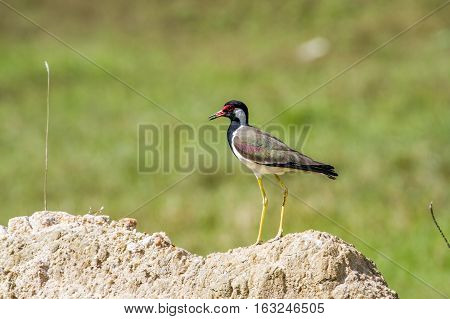 Red-wattled lapwing in Thabbowa sanctuary in Puttalam, Sri Lanka ;specie Vanellus indicus family of Charadriidae