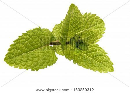 Mint leaves isolated on white, spearmint, fresh products