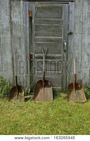 Three old rusty shovel with broken handles lean against a door of an weathered wood shed.