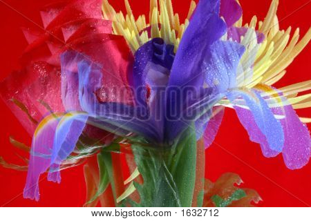 Iris Zoom 