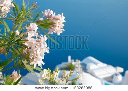 Beautiful flowers at Santorini island in Santorini island Oia Greece