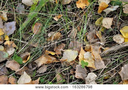 Autumn nature. Little brown frog on a background of yellow leaves green and dry grass
