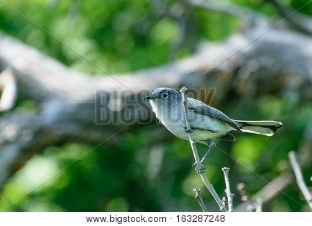 A Blue-gray Gnatcatcher Perched on a Branch on a Spring Morning