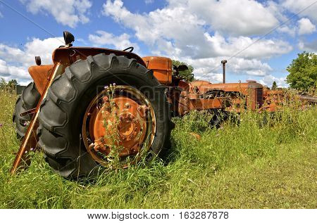 Old orange tractors left in a salvage and junkyard  are surrounded by long grass and weeds.