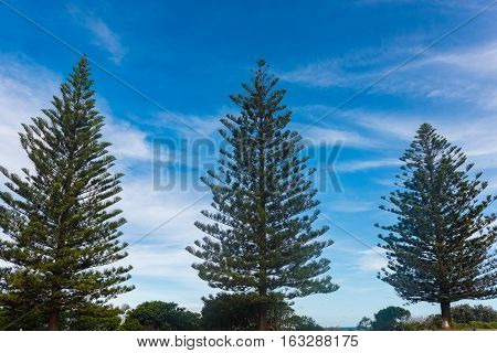 Pine trees and a blue sky in Yamba, Australia