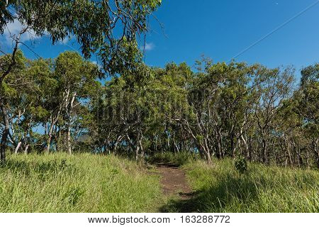 Hiking on South Molle Island, part of the Whitsunday Islands. It is a resort island in the Whitsunday section of the Great Barrier Reef Marine Park in Australia