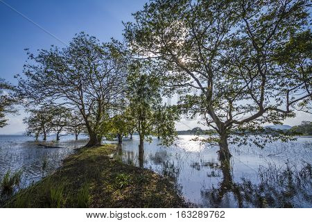 Minneriya nature reserve reservoir in Sri Lanka