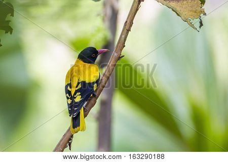 Black-hooded oriole in Minneriya national park, Sri Lanka ; specie Oriolus xanthornus family of Oriolidae