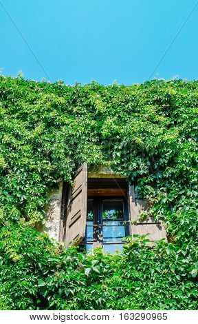 Open window on green wall with climbing plant in Santorini island Oia Greece