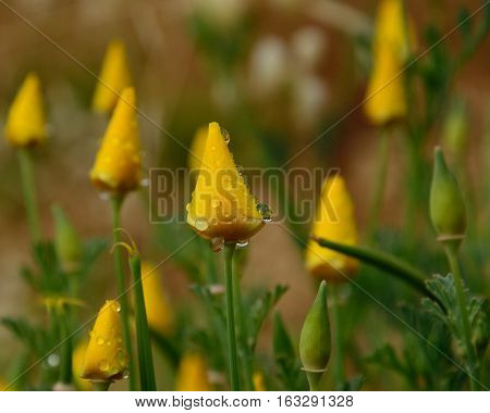Closed flowers with morning raindrops, orange poppies, eschscholzia californica