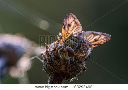 The sun beautiful illuminates wings of sleeping fly