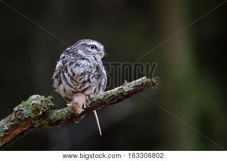 Little Owl With Mouse Prey