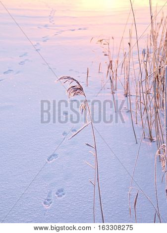 Frozen dry sea grass in winter sunlight. Natural background.