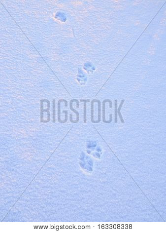 Dog foot prints on soft white snow. Winter background.