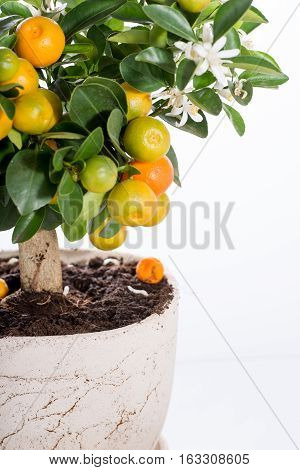 Tangerine tree with fruits in pot on white background.