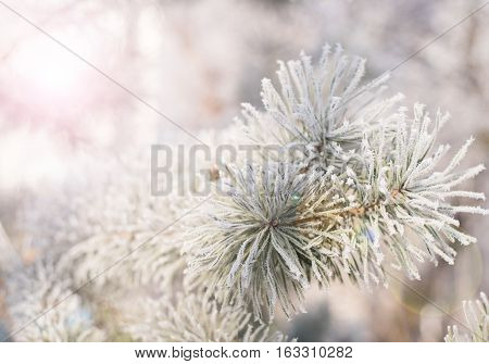 Winter background. Tree in frost. Pine tree branches covered with hoarfrost. Frosted fir-tree. Christmas background with a coniferous branch in snow. Fir tree covered with snow under morning sunbeams