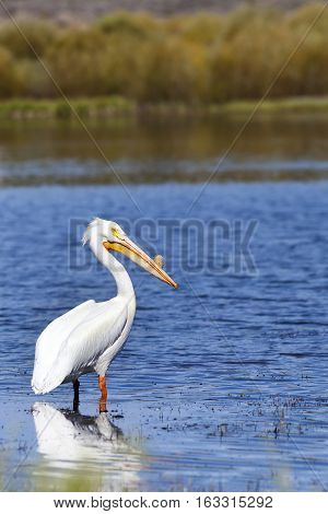 White Pelican in Martis Lake Truckee California