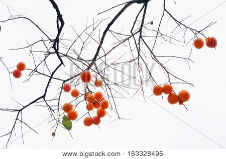 Persimmon tree with many persimmons in autumn