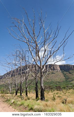 Landscape with burnt trees in the south of Marakele National Park, South Africa
