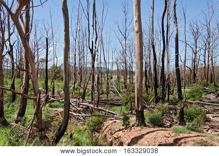 Landscape with burnt trees in the south of Marakele National Park, South Africa
