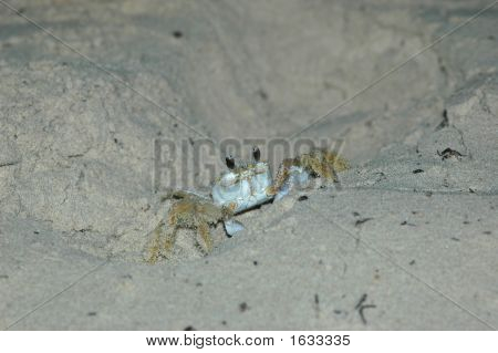 Duch krab