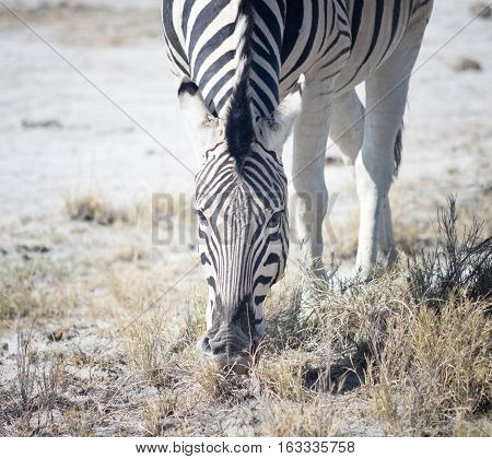 Zebra