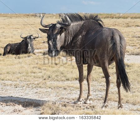 Antelope Gnu
