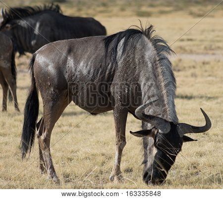 Antelope Gnu