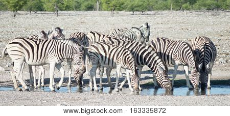 Zebras At A Watering Hole