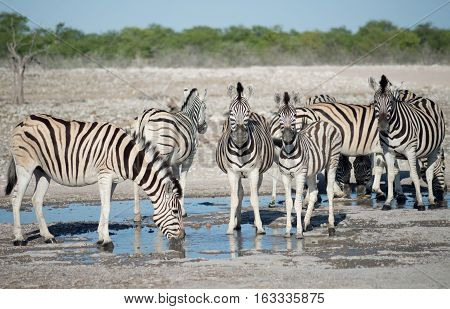 Zebras At A Watering Hole