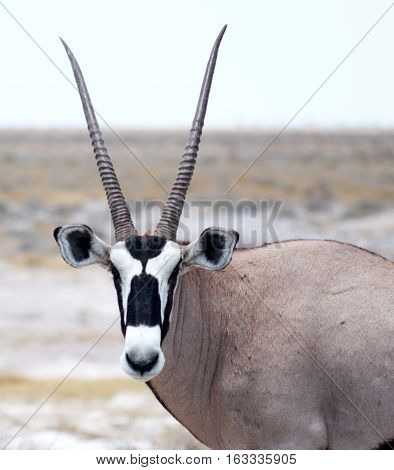 an image of an oryx in Africa