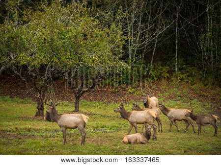 Roosevelt Bull Elk Cervus Canadensis Roosevelti