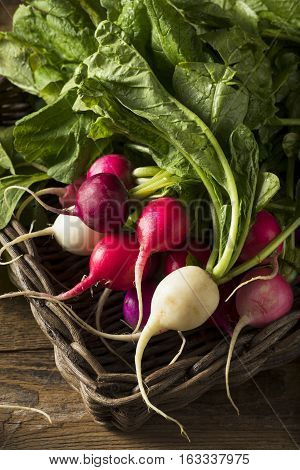 Raw Organic Muli Colored Easter Radishes