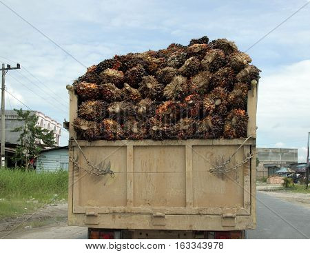 A truck loaded with oil palm fruits from the back side