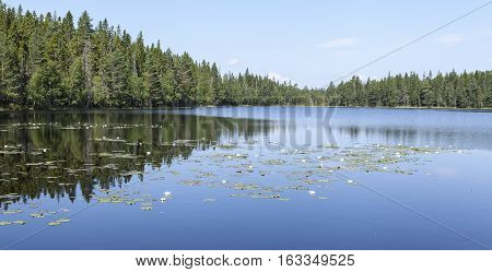 Minor lake in the forest, woodland. Waterlily, nenuphar in the lake. Trees, spruce and pine all around.