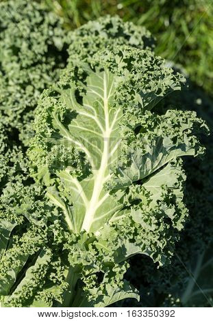 Close up of healthy fresh curly kale