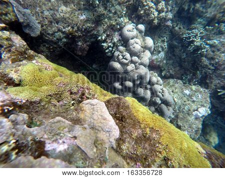 Underwater landscape with coral reef. Colorful corals diversity in tropical sea aquatory. Yellow brown and grey colors of sea bottom. Oceanic ecosystem with plants and animals. Natural background