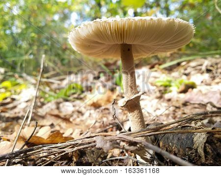 Closeup of an agaric mushroom in the forest on a sunny day