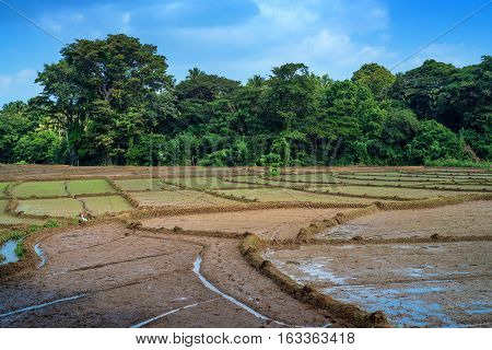 Paddy fields with crops of rice in Sri Lanka with palms and sky background