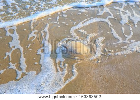 Jellyfish lying on a sand beach with sea wave.