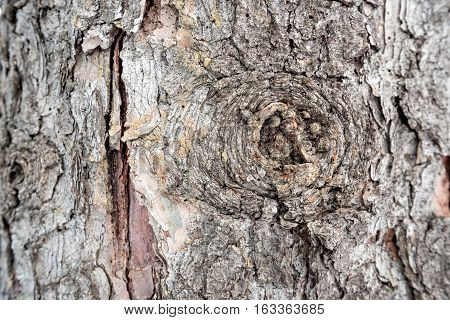 Spruce bark macro photograph for closeup texture